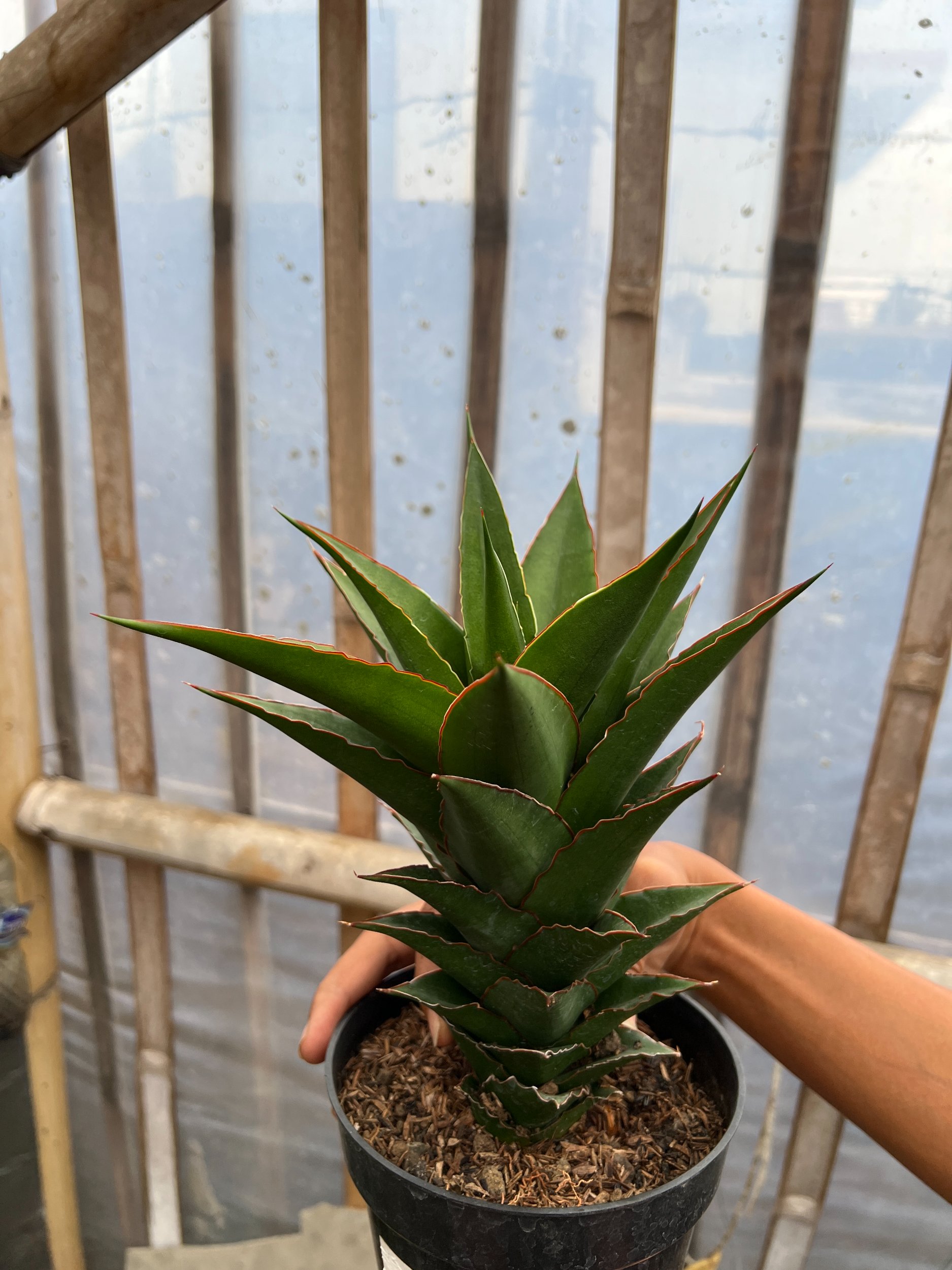 Sansevieria Teacher, real gallery image #1 plants. Picture taken directly from kaktus.id community Sansevieria farmer green houses.