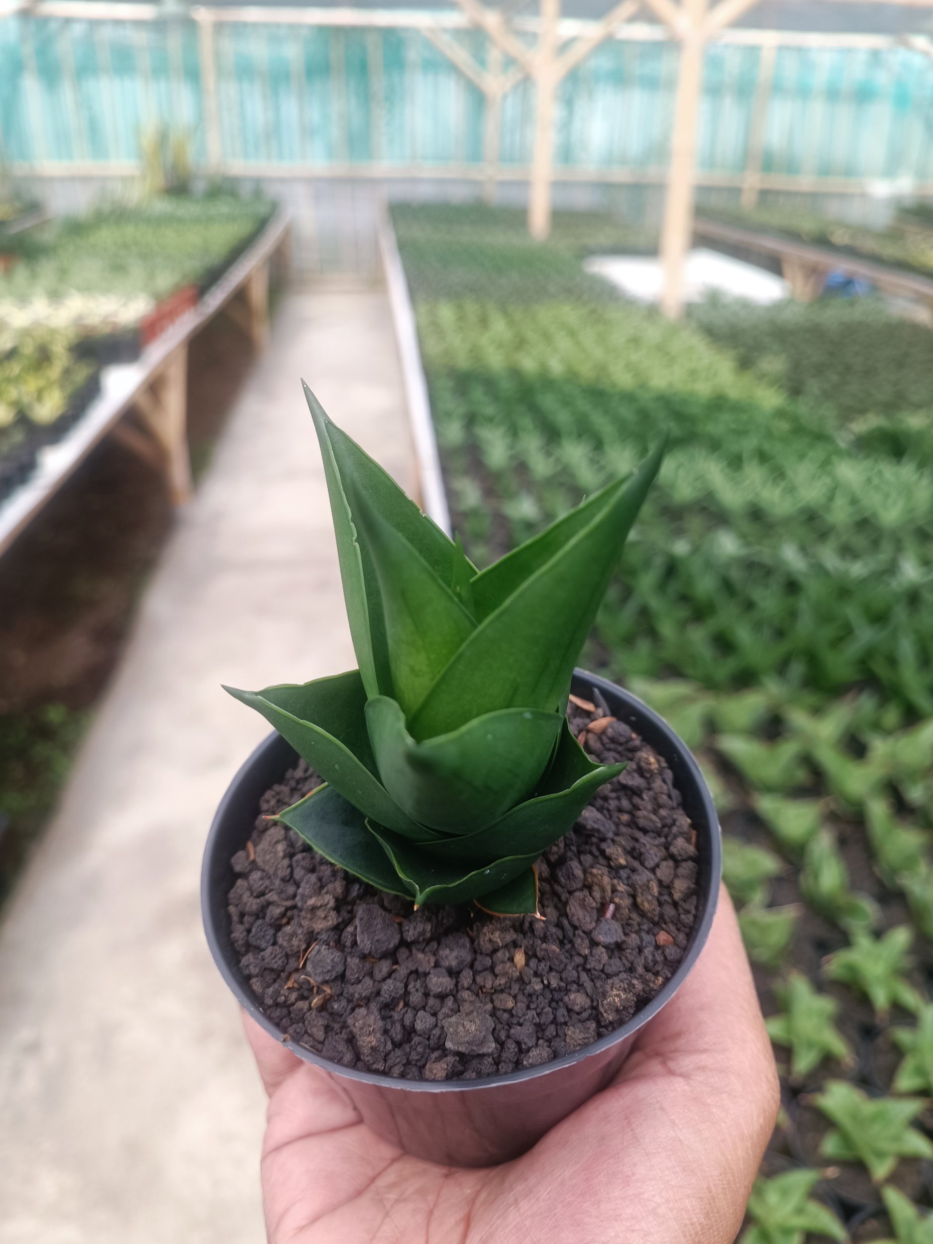 Sansevieria Tower Black, real gallery image #1 plants. Picture taken directly from kaktus.id community Sansevieria farmer green houses.