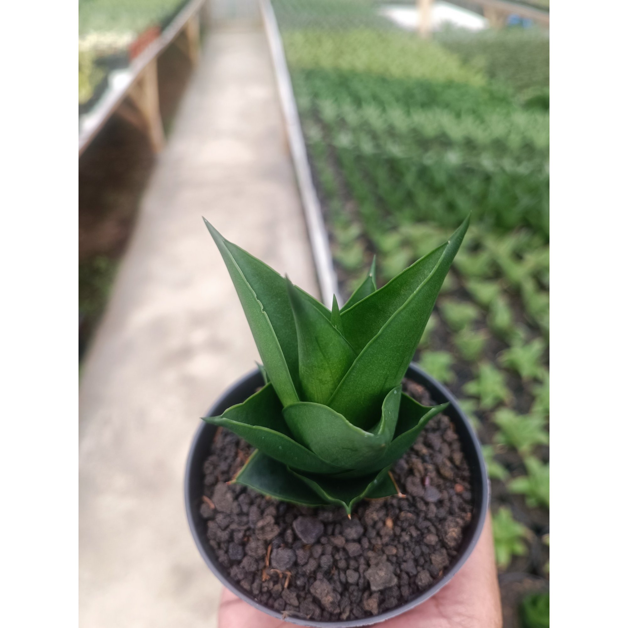 Sansevieria Tower Black, real feature image plant. Picture taken directly from kaktus.id community Sansevieria farmer green houses.