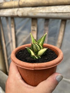 Sansevieria Tower Hybrid Variegated, real gallery image #6 plants. Picture taken directly from kaktus.id community Sansevieria farmer green houses.
