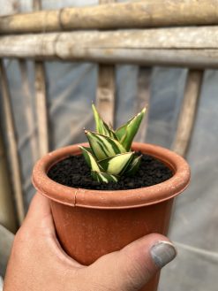 Sansevieria Tower Hybrid Variegated, real gallery image #1 plants. Picture taken directly from kaktus.id community Sansevieria farmer green houses.