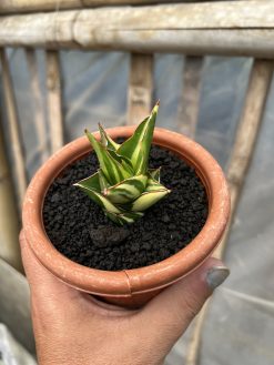 Sansevieria Tower Hybrid Variegated, real gallery image #7 plants. Picture taken directly from kaktus.id community Sansevieria farmer green houses.