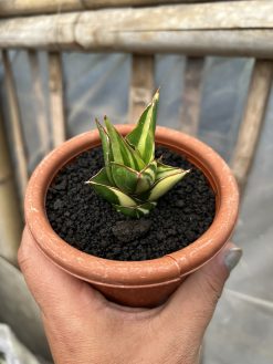 Sansevieria Tower Hybrid Variegated, real gallery image #8 plants. Picture taken directly from kaktus.id community Sansevieria farmer green houses.