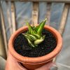 Sansevieria Tower Hybrid Variegated, real feature image plant. Picture taken directly from kaktus.id community Sansevieria farmer green houses.
