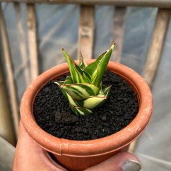 Sansevieria Tower Hybrid Variegated, real feature image plant. Picture taken directly from kaktus.id community Sansevieria farmer green houses.