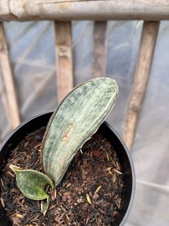 Sansevieria White Hawaiian Star, real gallery image #1 plants. Picture taken directly from kaktus.id community Sansevieria farmer green houses.