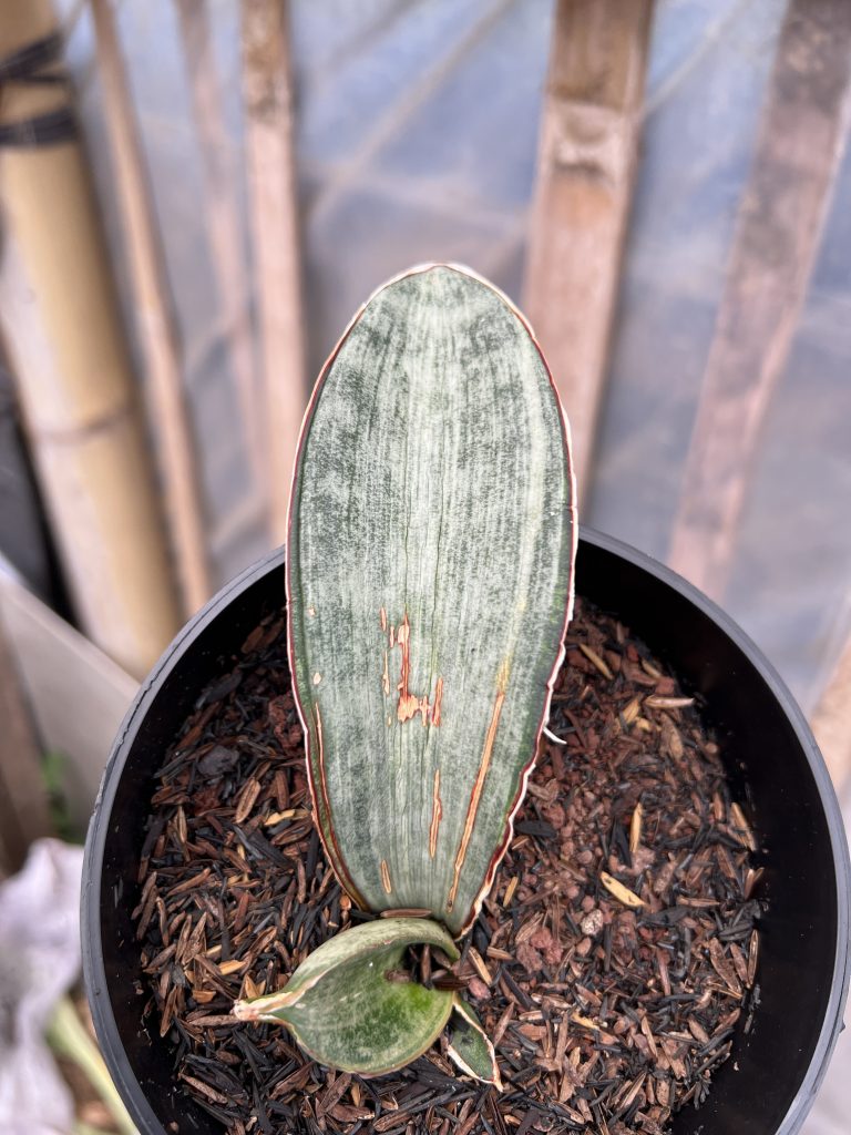 kaktus.id