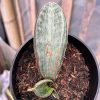 Sansevieria White Hawaiian Star, real feature image plant. Picture taken directly from kaktus.id community Sansevieria farmer green houses.