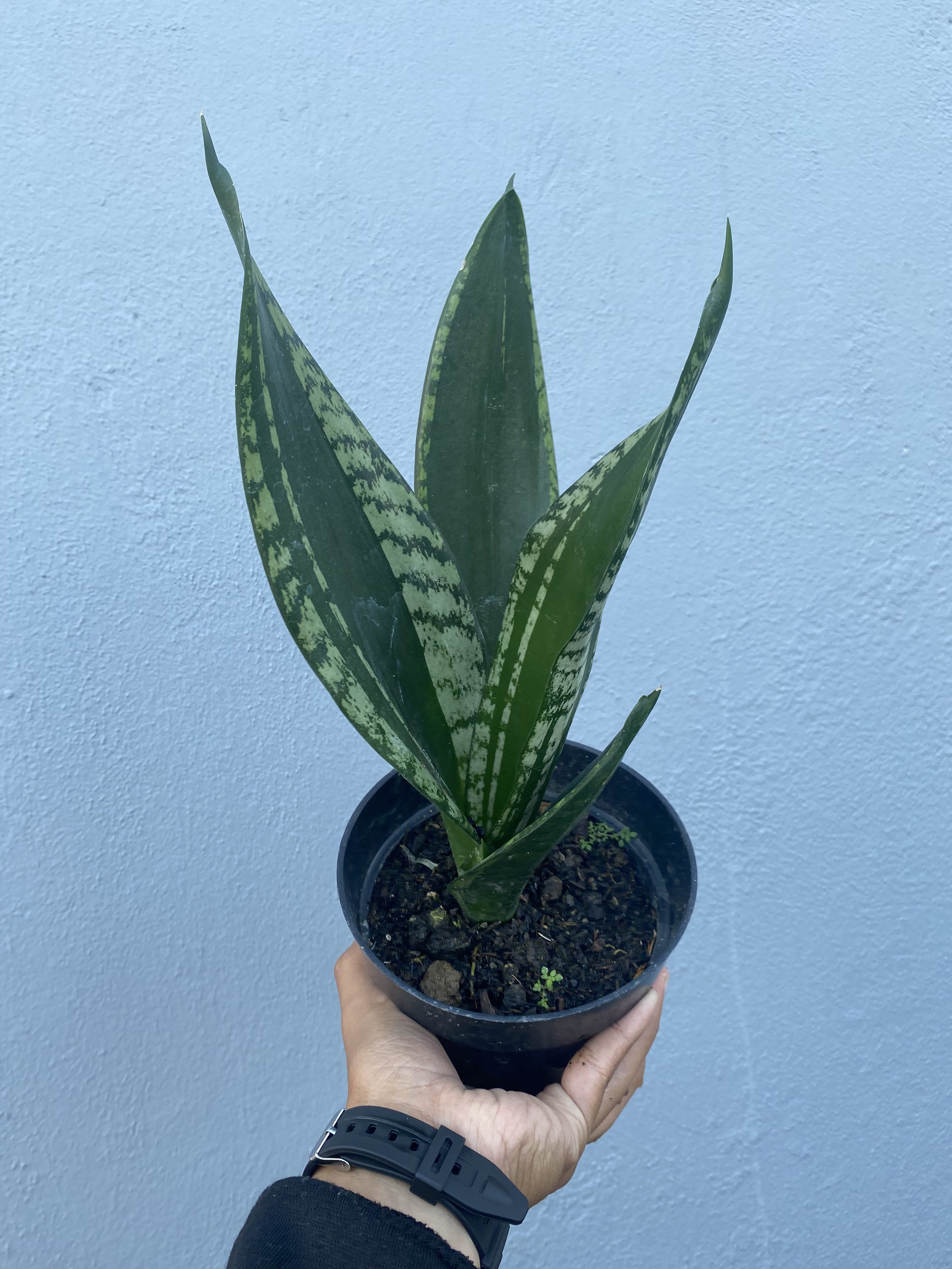 Sansevieria Whitney size 15 cm, real gallery image #1 plants. Picture taken directly from kaktus.id community Sansevieria farmer green houses.