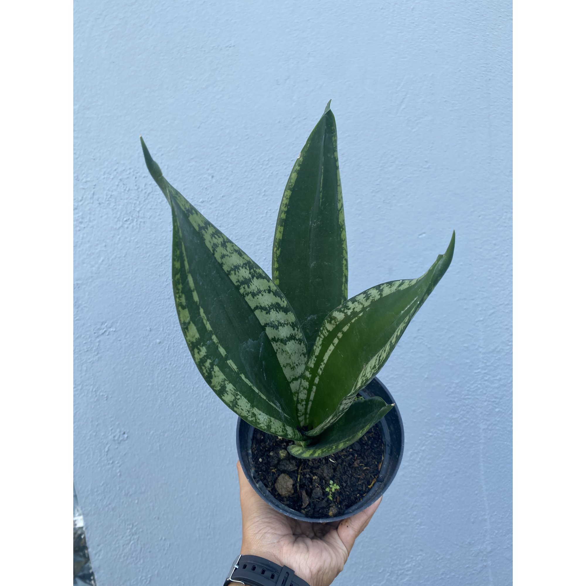Sansevieria Whitney size 15 cm, real feature image plant. Picture taken directly from kaktus.id community Sansevieria farmer green houses.