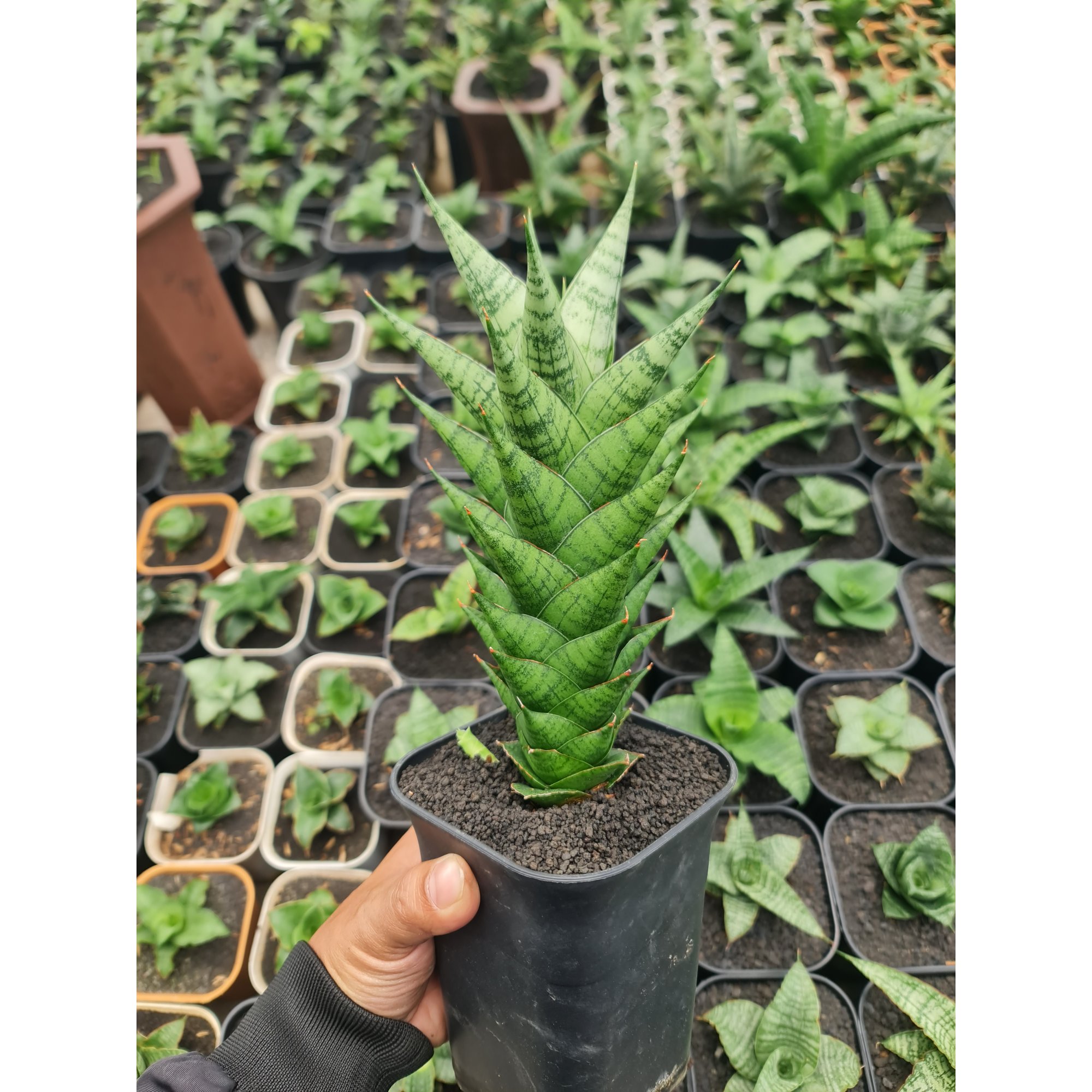 Sansevieria Win Win Size 20 Cm, real feature image plant. Picture taken directly from kaktus.id community Sansevieria farmer green houses.