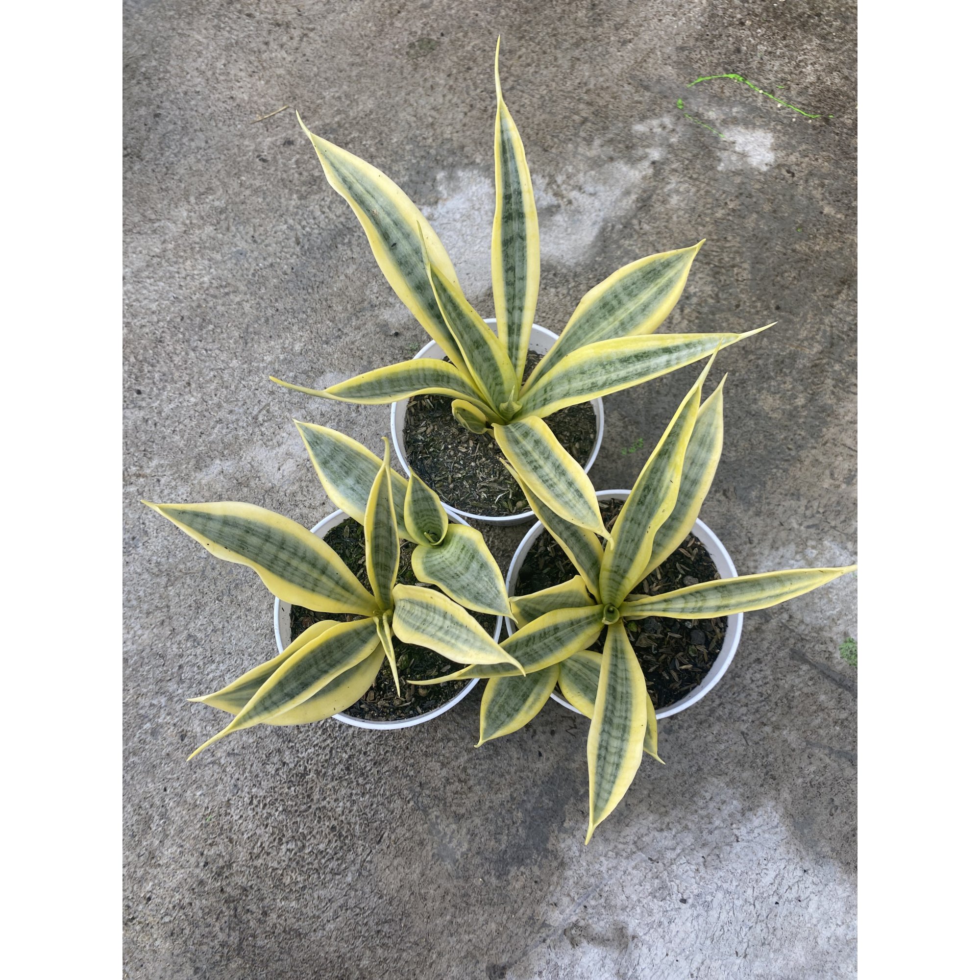 Sansevieria Yellow Stripe size 20 cm, real feature image plant. Picture taken directly from kaktus.id community Sansevieria farmer green houses.
