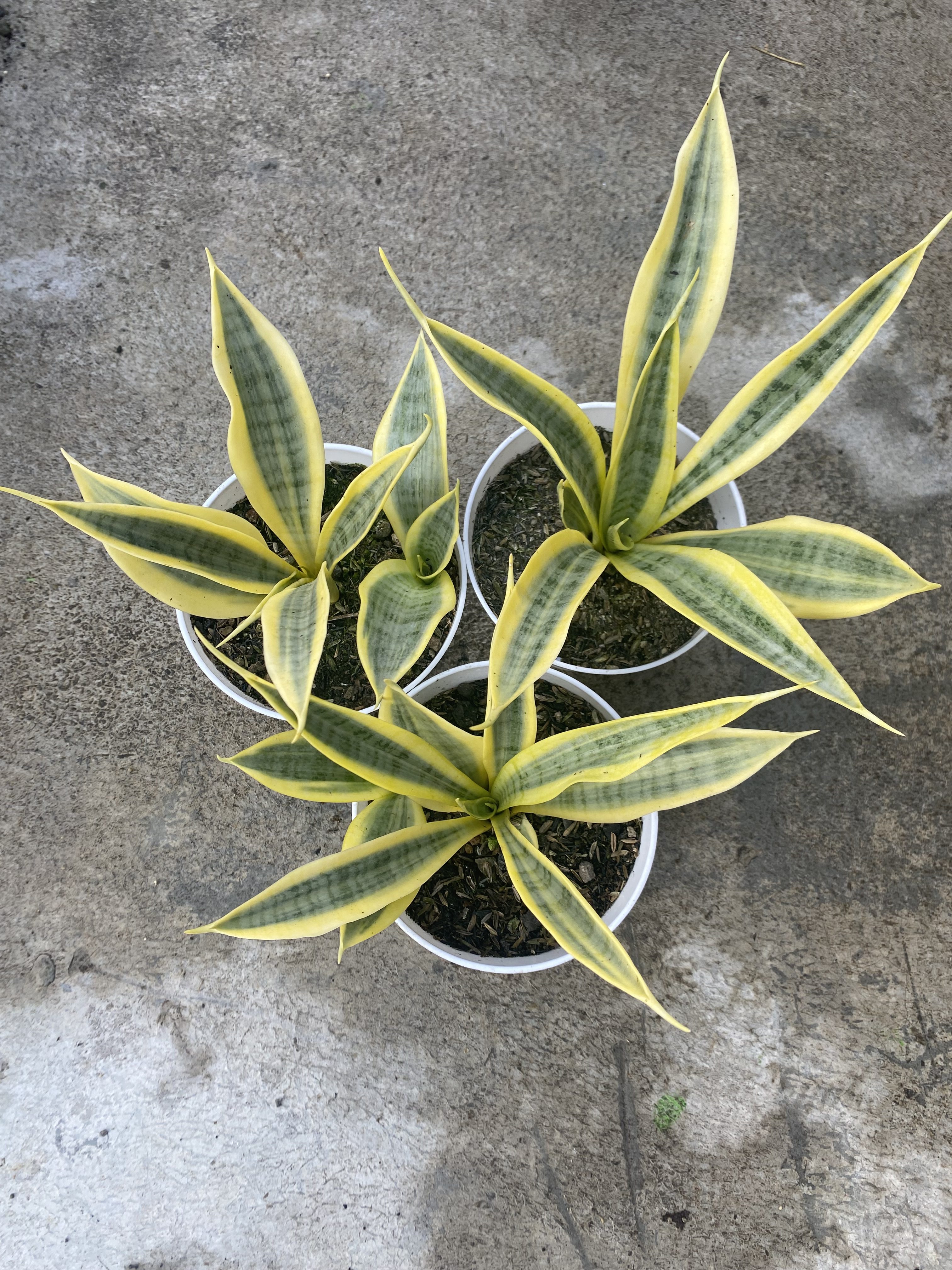Sansevieria Yellow Stripe size 20 cm, real gallery image #1 plants. Picture taken directly from kaktus.id community Sansevieria farmer green houses.