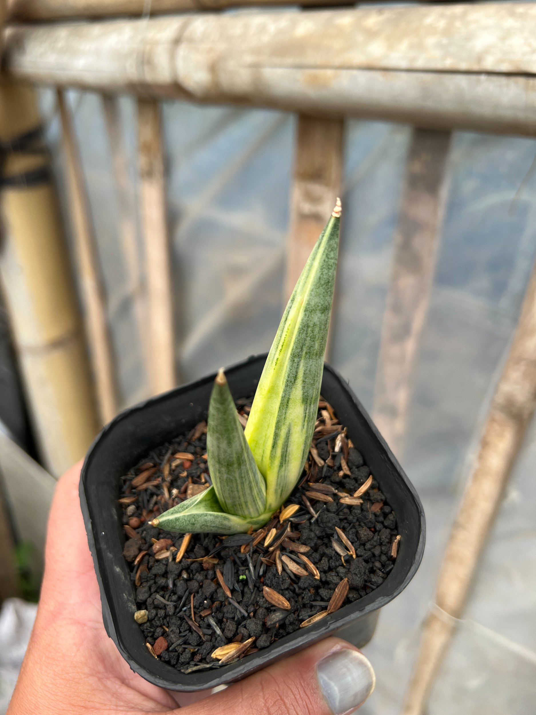Sansevieria Yuki Ona, real gallery image #1 plants. Picture taken directly from kaktus.id community Sansevieria farmer green houses.