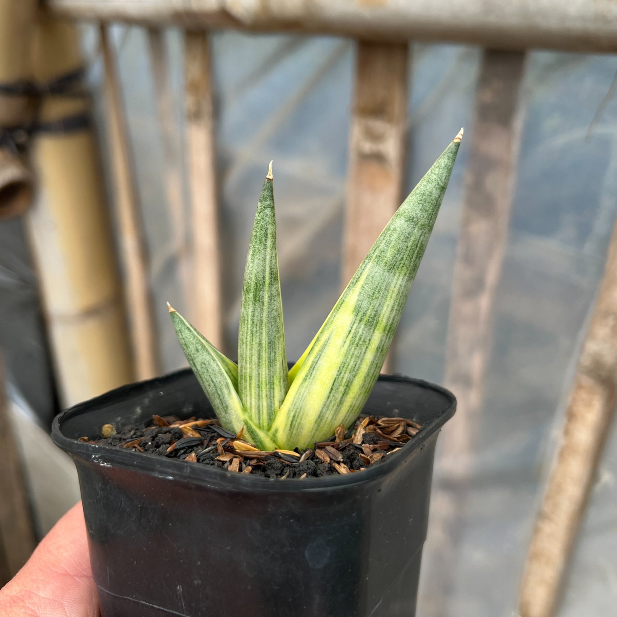 Sansevieria Yuki Ona, real feature image plant. Picture taken directly from kaktus.id community Sansevieria farmer green houses.