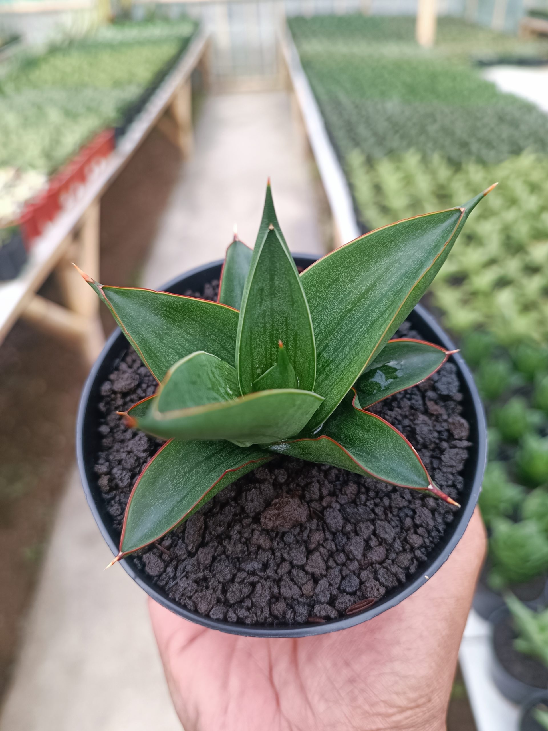 Sansevieria Zavier, real gallery image #1 plants. Picture taken directly from kaktus.id community Sansevieria farmer green houses.