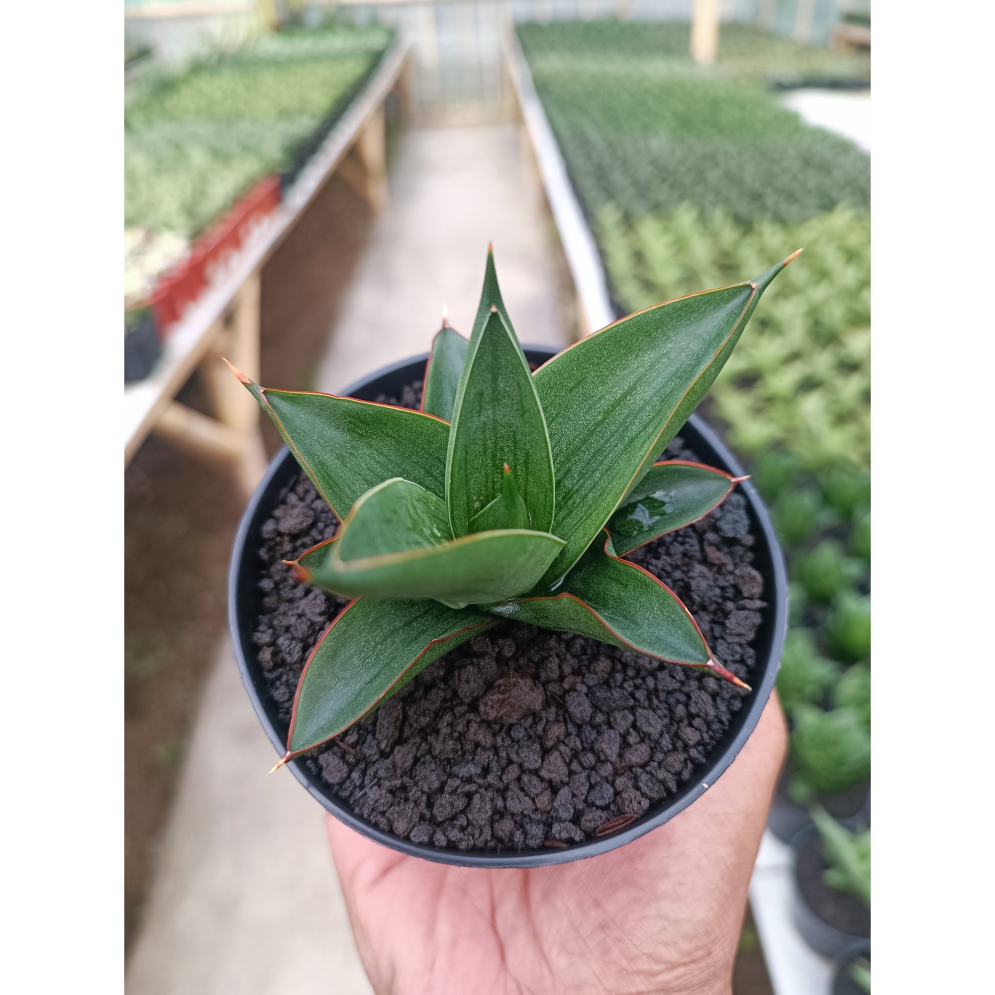 Sansevieria Zavier, real feature image plant. Picture taken directly from kaktus.id community Sansevieria farmer green houses.