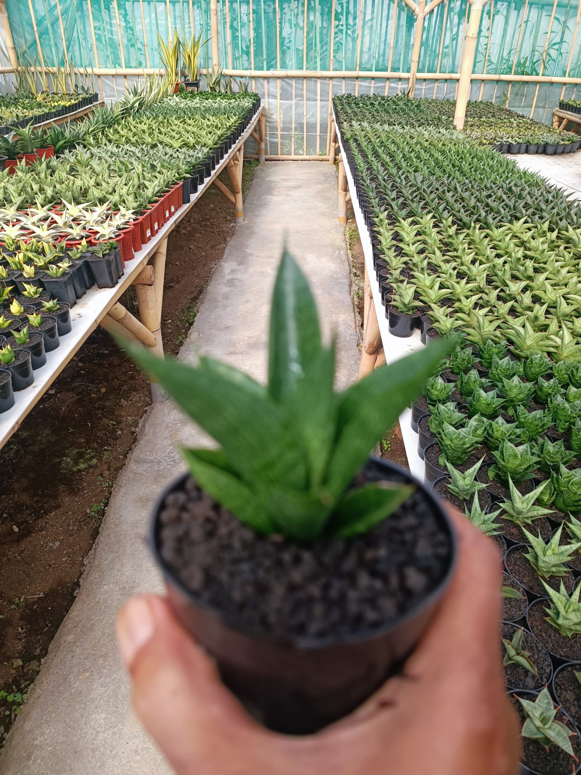 Sansevieria Zavir, real gallery image #1 plants. Picture taken directly from kaktus.id community Sansevieria farmer green houses.