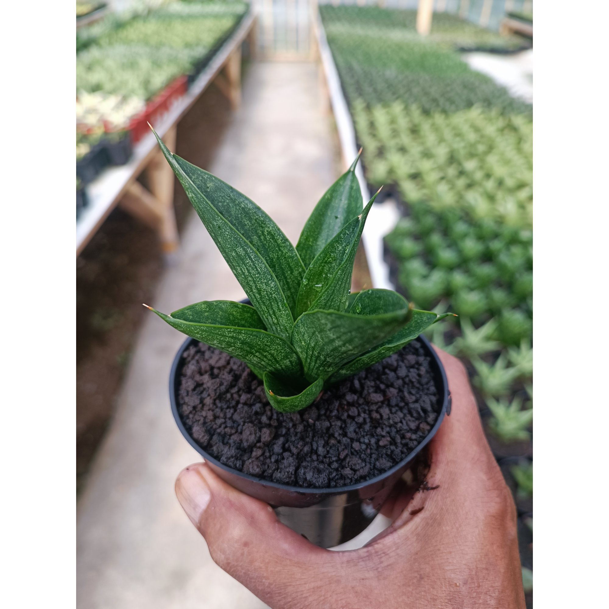 Sansevieria Zavir, real feature image plant. Picture taken directly from kaktus.id community Sansevieria farmer green houses.