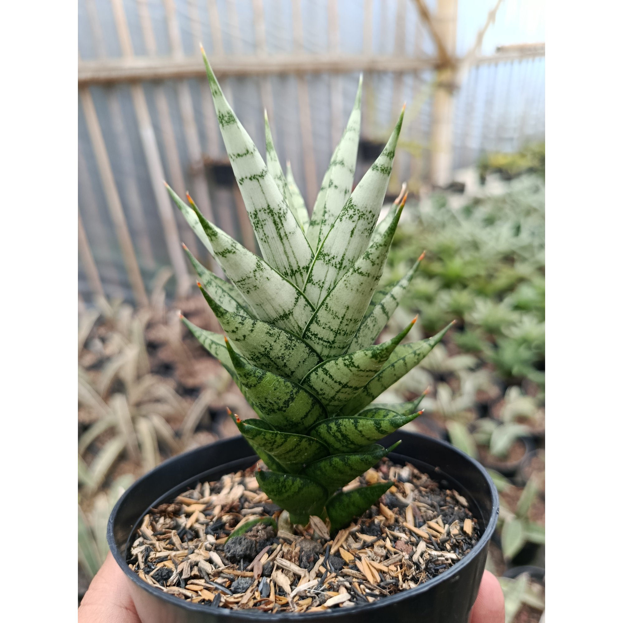 Sansevieria Kesya, real feature image plant. Picture taken directly from kaktus.id community Sansevieria farmer green houses.