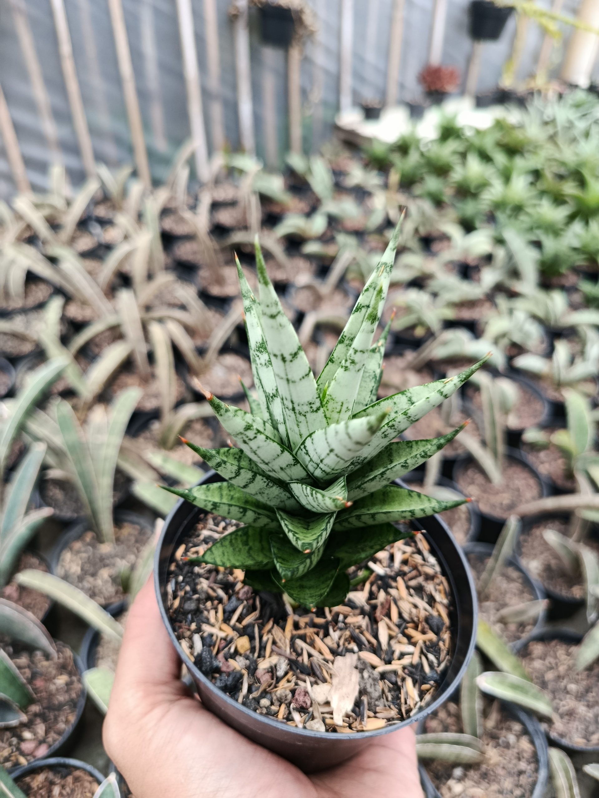 Sansevieria Kesya, real gallery image #1 plants. Picture taken directly from kaktus.id community Sansevieria farmer green houses.