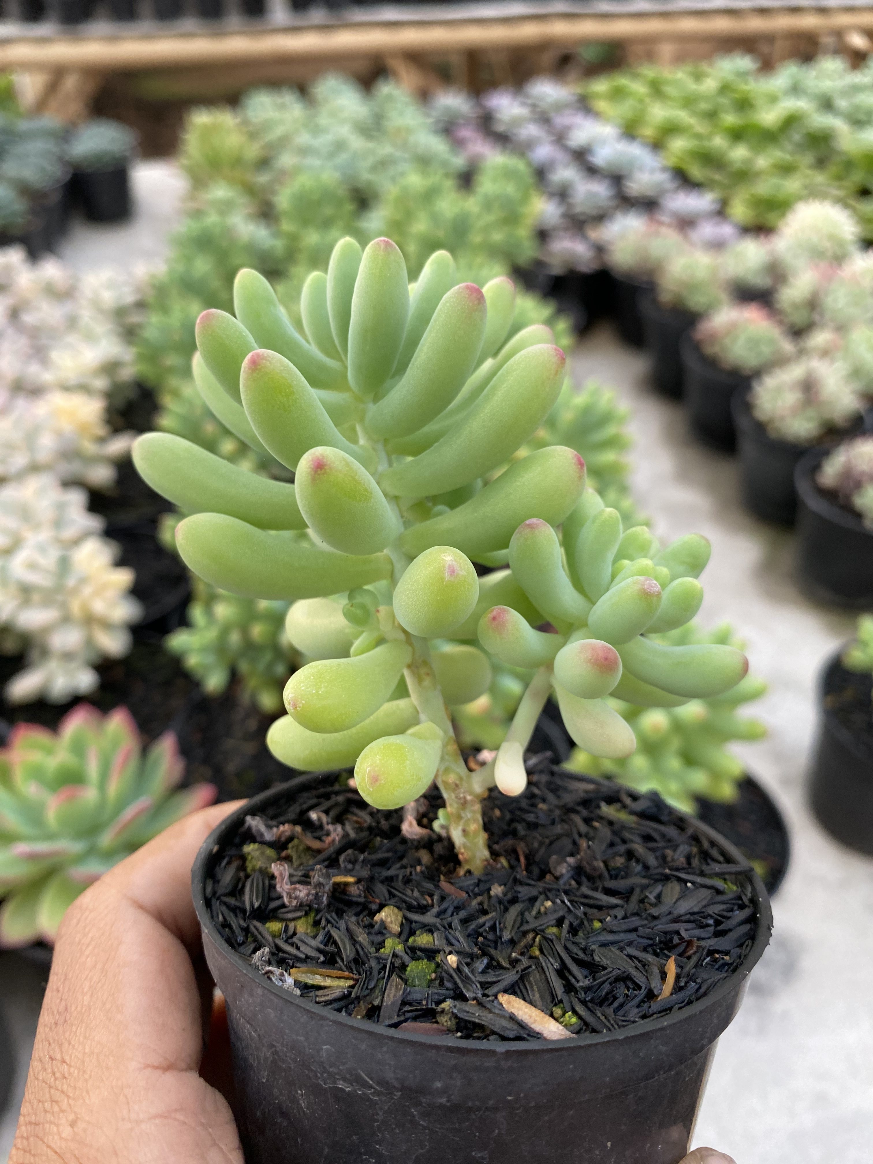 Sedum Pachyphyllum Jelly Beans, real gallery image #1 plants. Picture taken directly from kaktus.id community Sedum farmer green houses.