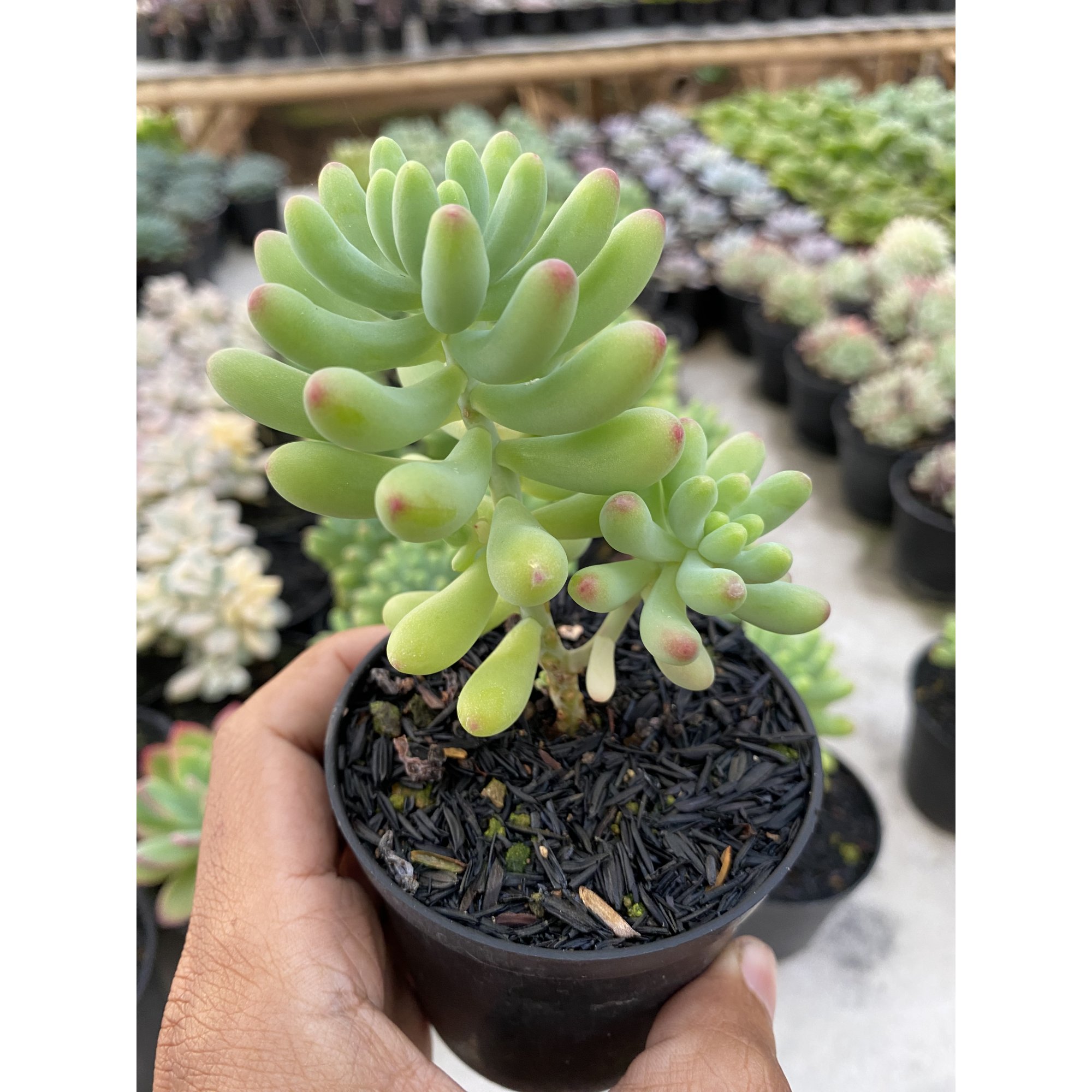 Sedum Pachyphyllum Jelly Beans, real feature image plant. Picture taken directly from kaktus.id community Sedum farmer green houses.