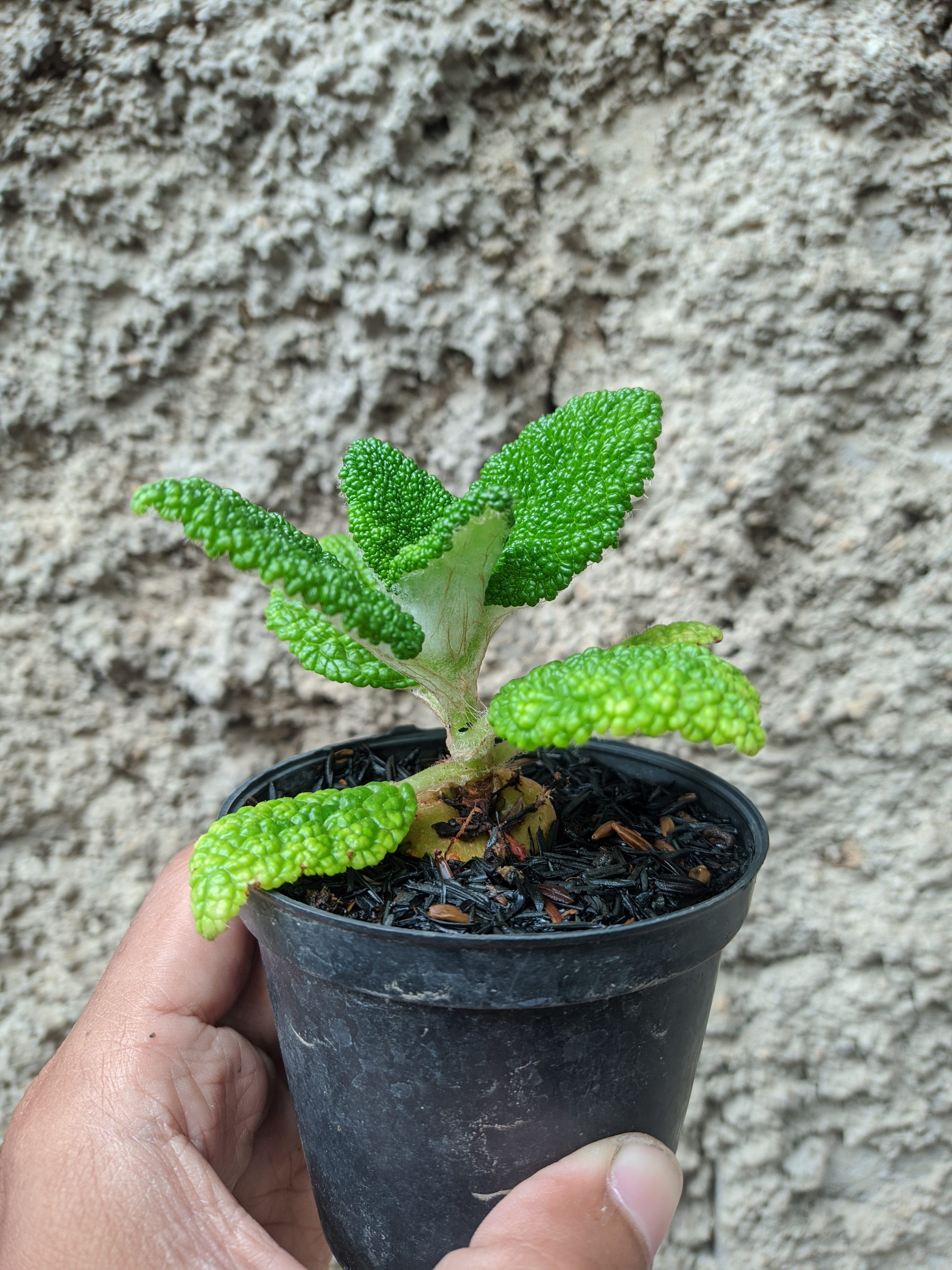 Sinningia Bullata, real gallery image #1 plants. Picture taken directly from kaktus.id community Sinningia farmer green houses.