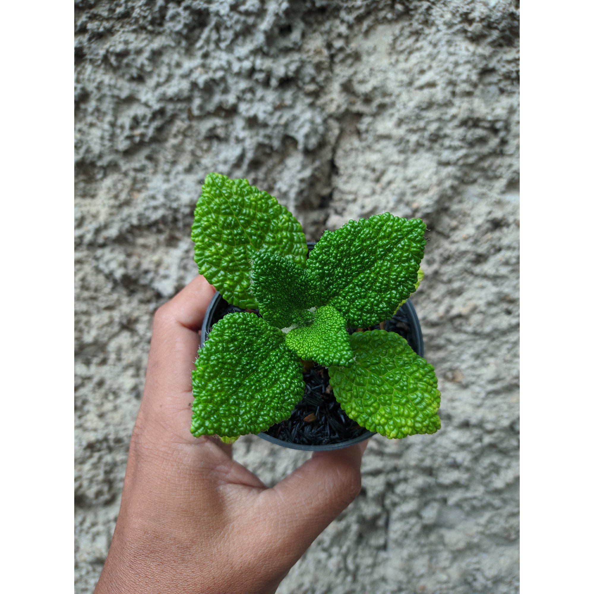 Sinningia Bullata, real feature image plant. Picture taken directly from kaktus.id community Sinningia farmer green houses.