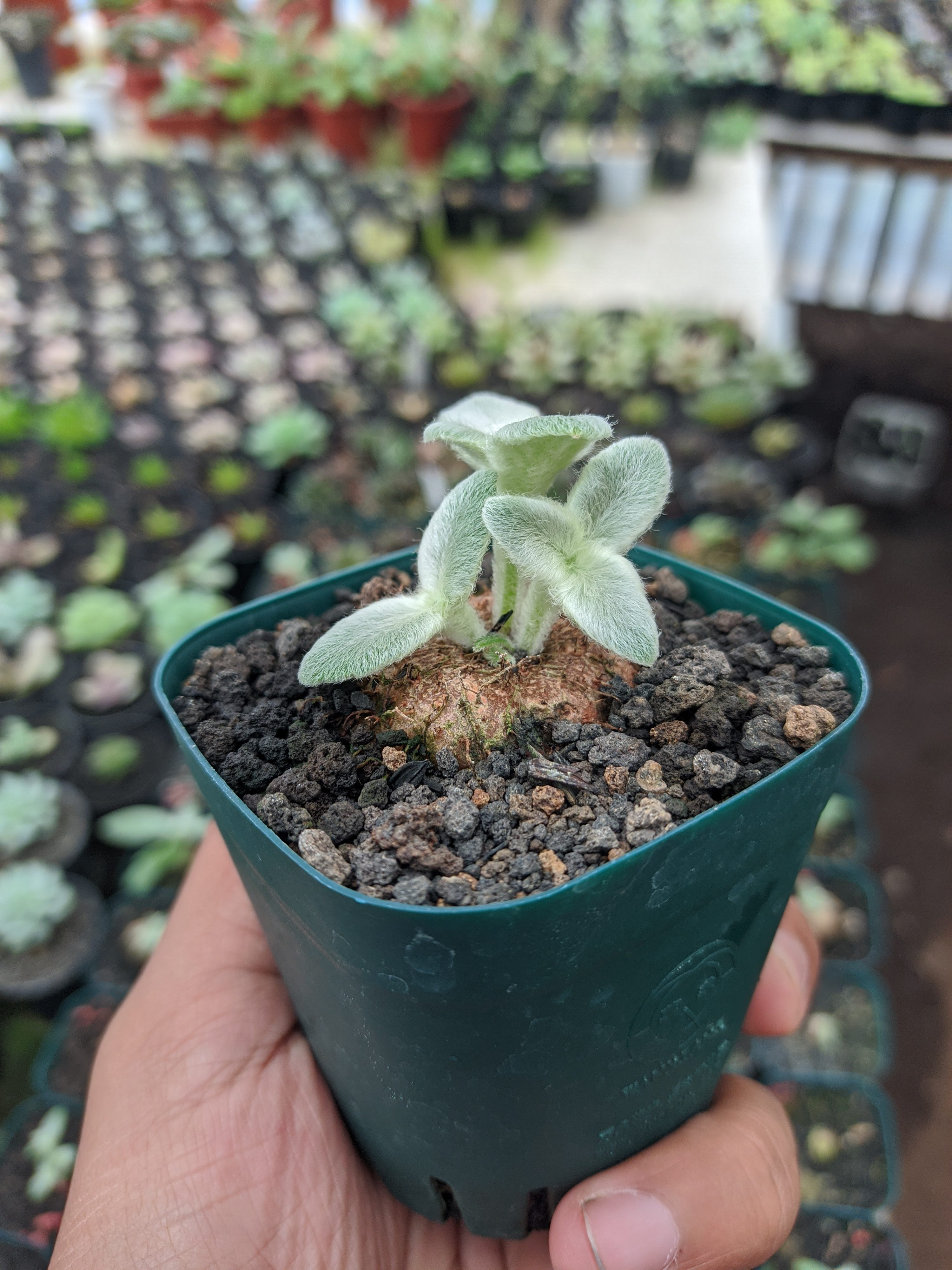 Sinningia Leucotricha 'brazilian Edelweiss', real gallery image #1 plants. Picture taken directly from kaktus.id community Sinningia farmer green houses.