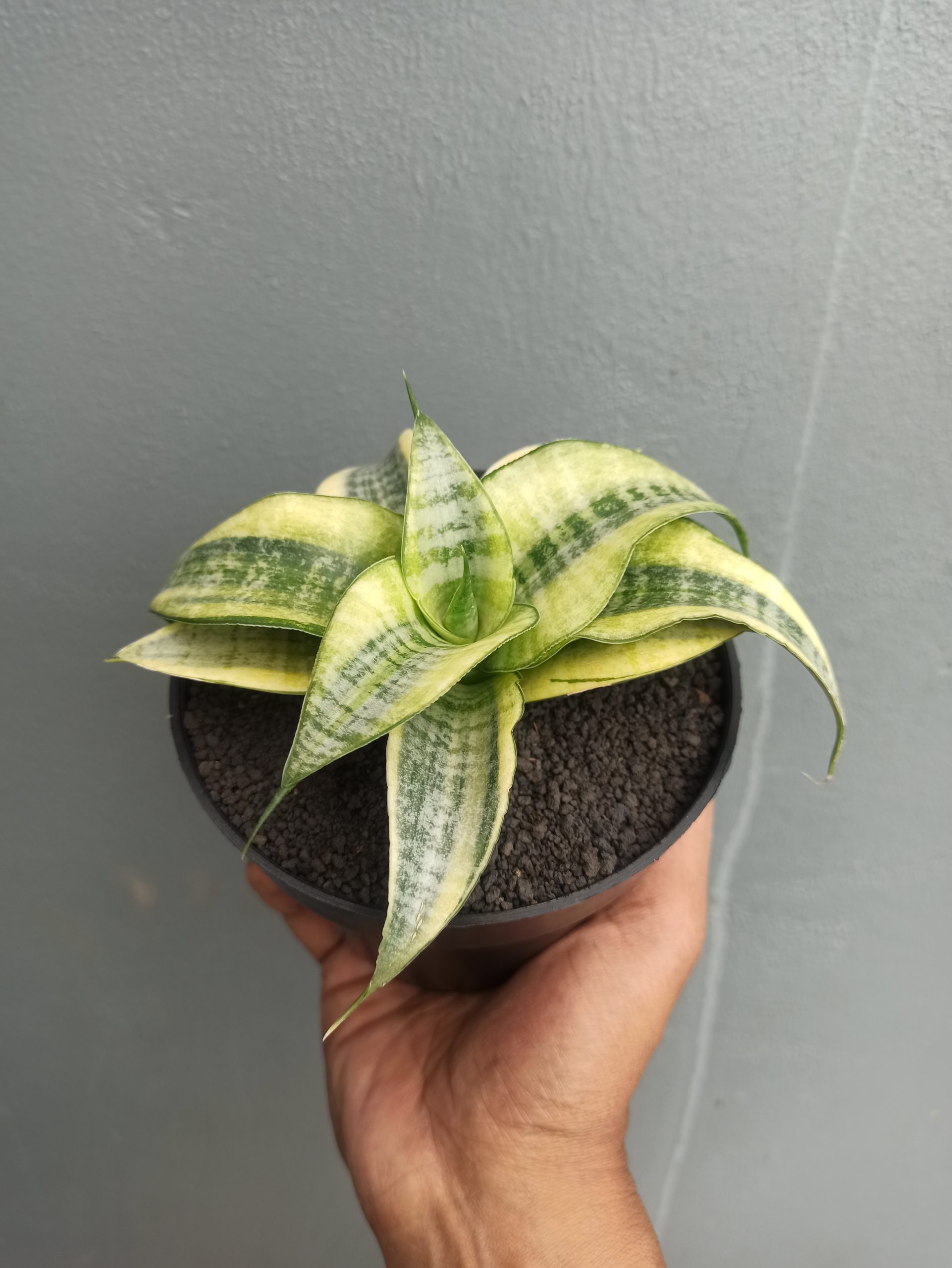 Spider White Variegated, real gallery image #1 plants. Picture taken directly from kaktus.id community Spider farmer green houses.