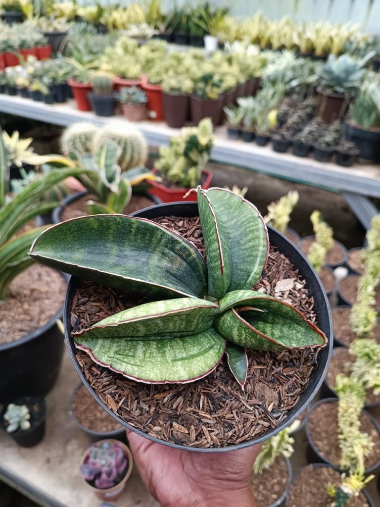 kaktus.id