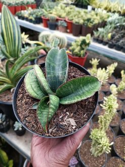 1172. Sansevieria Sinus Zimbabwe, real gallery image #5 plants. Picture taken directly from kaktus.id community 1172. farmer green houses.