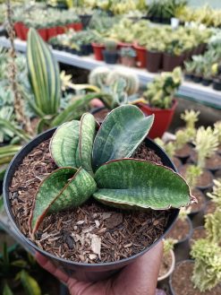 1172. Sansevieria Sinus Zimbabwe, real gallery image #3 plants. Picture taken directly from kaktus.id community 1172. farmer green houses.