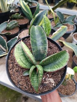 1172. Sansevieria Sinus Zimbabwe, real gallery image #2 plants. Picture taken directly from kaktus.id community 1172. farmer green houses.