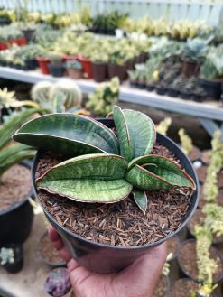 1172. Sansevieria Sinus Zimbabwe, real gallery image #4 plants. Picture taken directly from kaktus.id community 1172. farmer green houses.