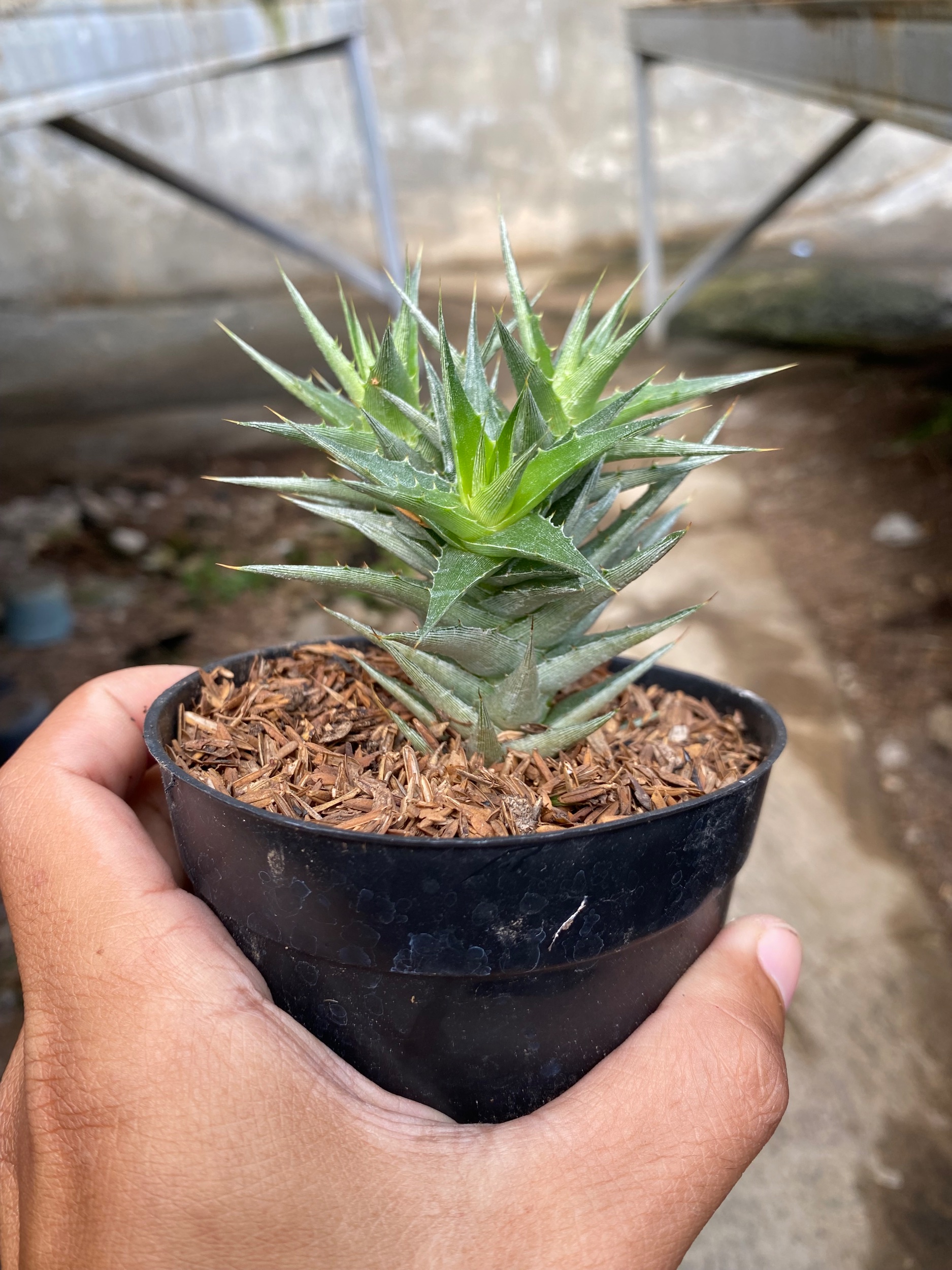 Abromeitiella Brevifolia, real gallery image #1 plants. Picture taken directly from kaktus.id community Abromeitiella farmer green houses.
