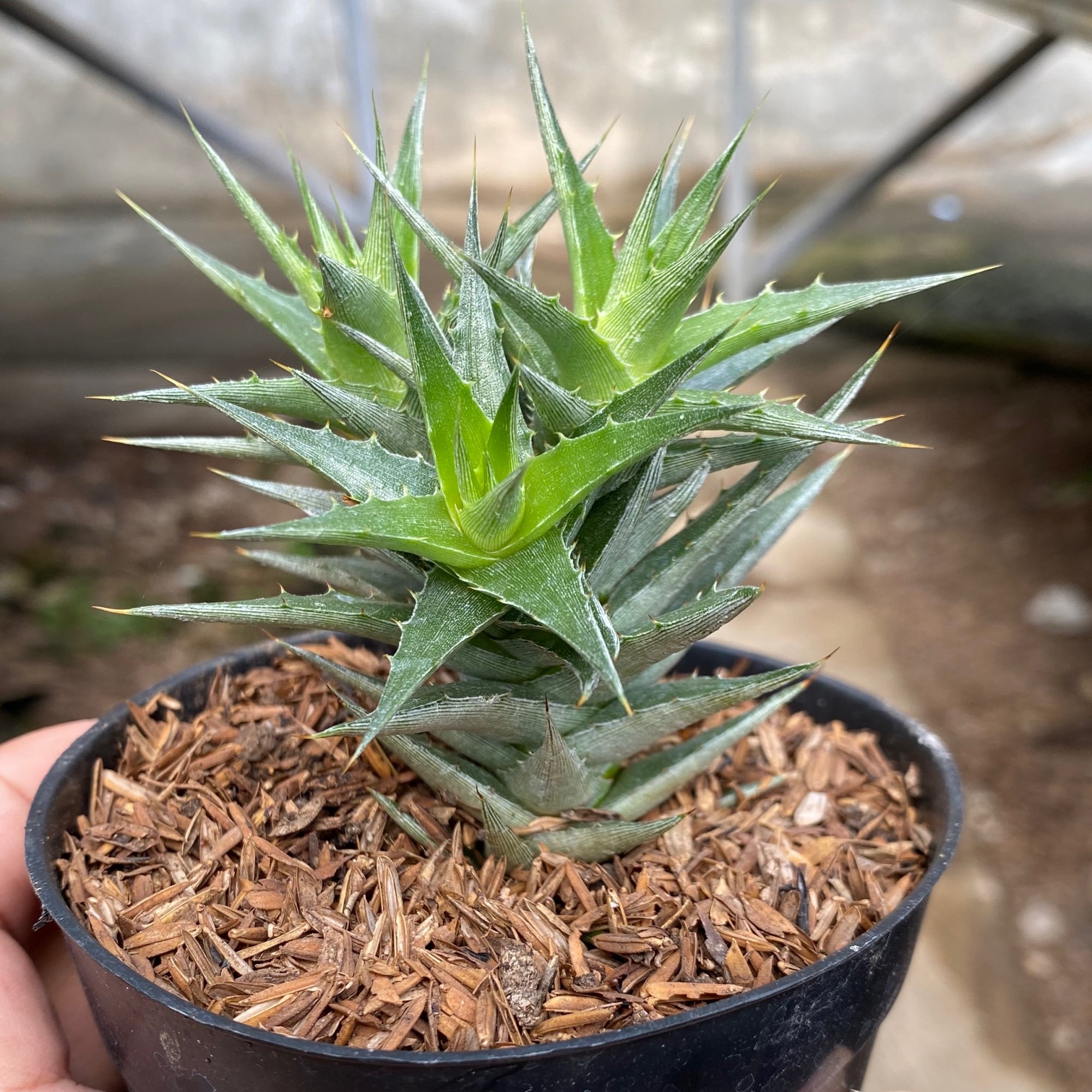 Abromeitiella Brevifolia, real feature image plant. Picture taken directly from kaktus.id community Abromeitiella farmer green houses.