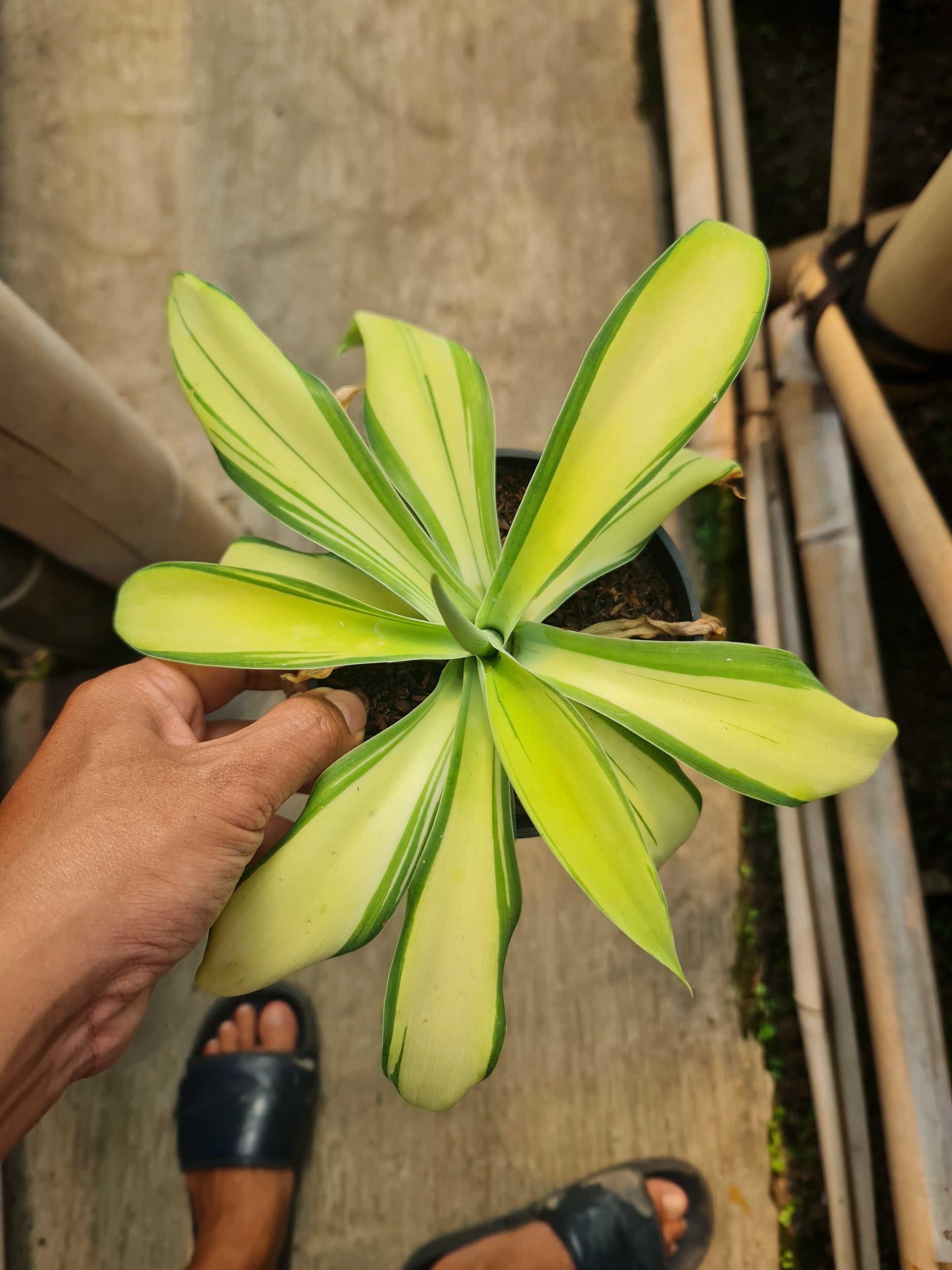 Agave Attenuata Variegated, real gallery image #1 plants. Picture taken directly from kaktus.id community Agave farmer green houses.