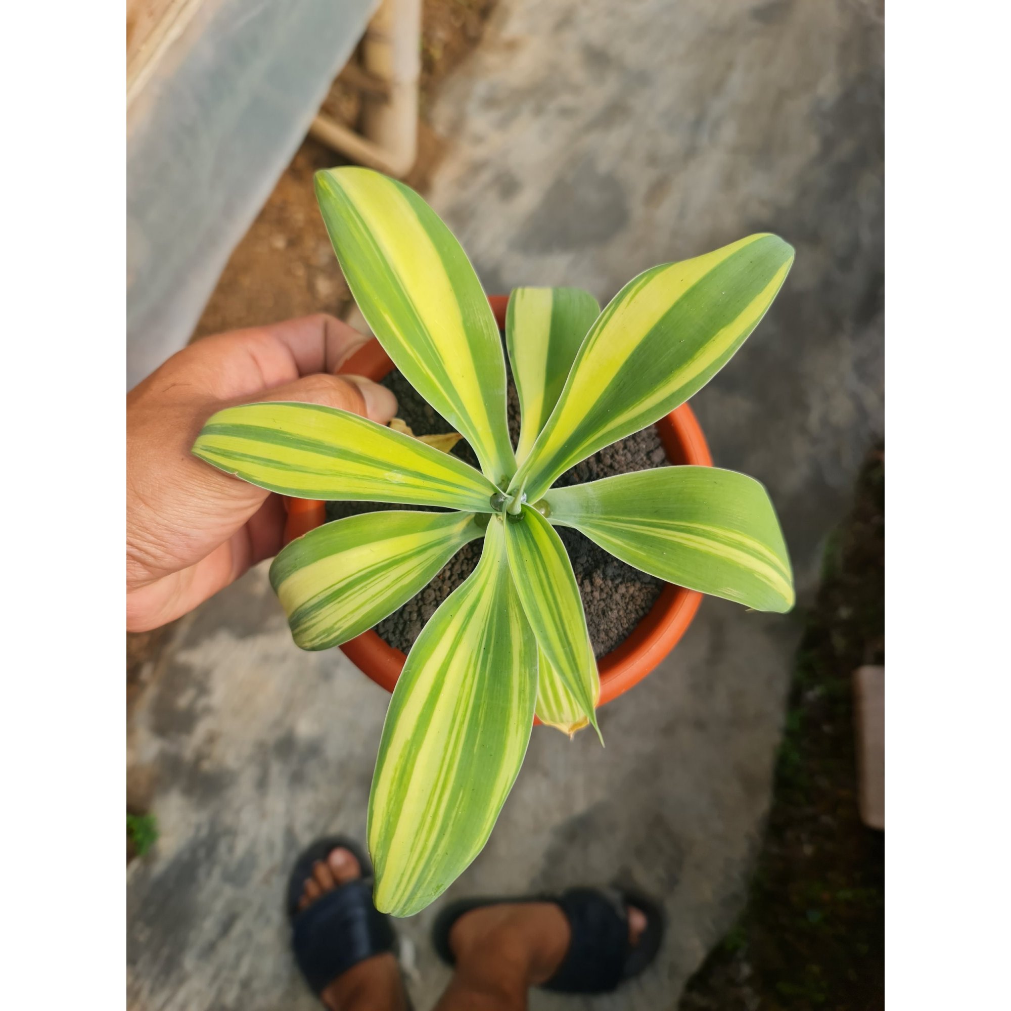 Agave Attenuata Variegated, real feature image plant. Picture taken directly from kaktus.id community Agave farmer green houses.