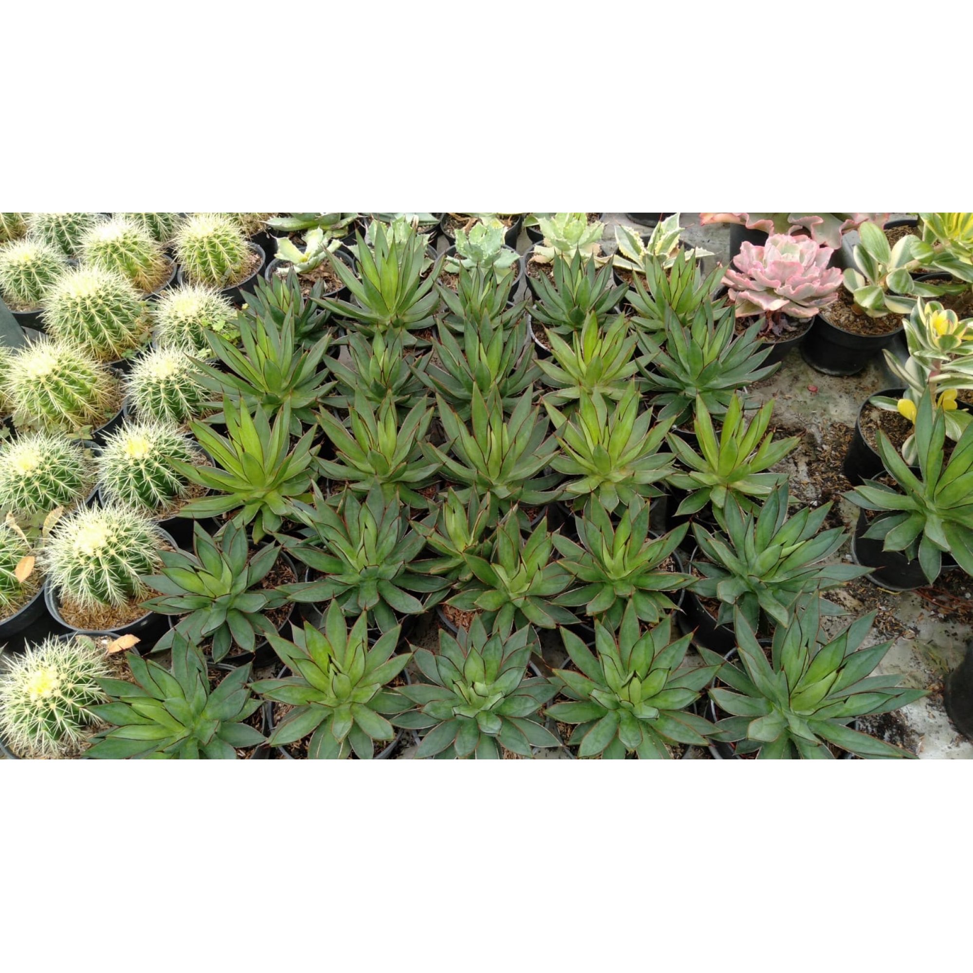 Agave Brunt Burgundy 50pcs, real feature image plant. Picture taken directly from kaktus.id community Agave farmer green houses.