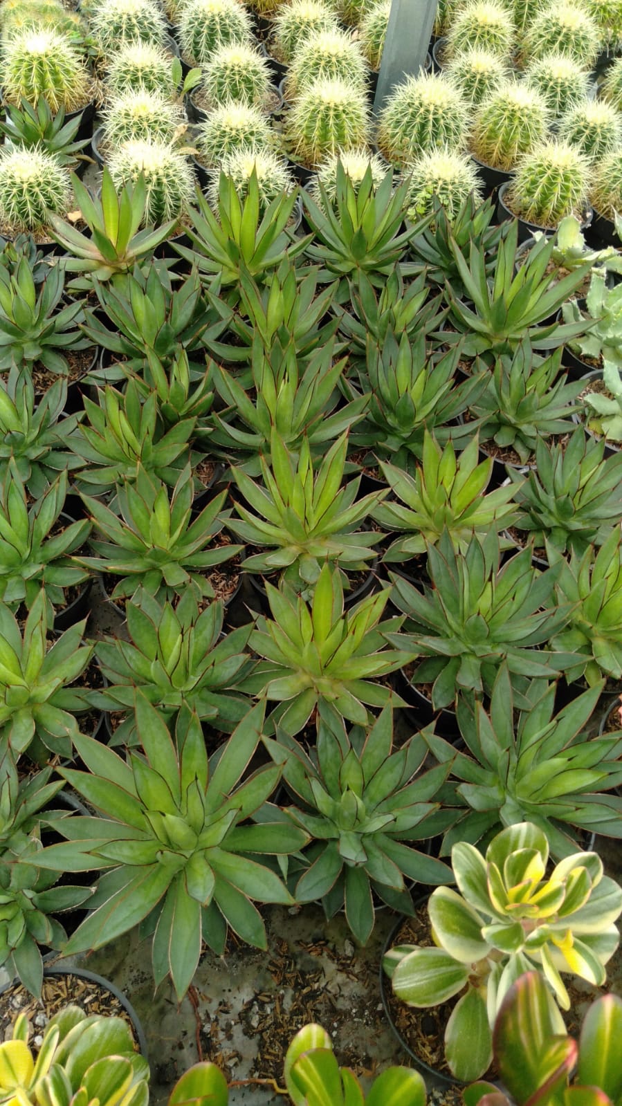 Agave Brunt Burgundy 50pcs, real gallery image #1 plants. Picture taken directly from kaktus.id community Agave farmer green houses.