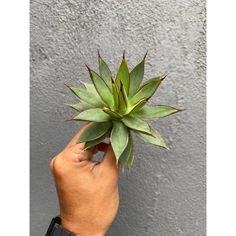 1705. Agave Brunt Burgundy 50pcs