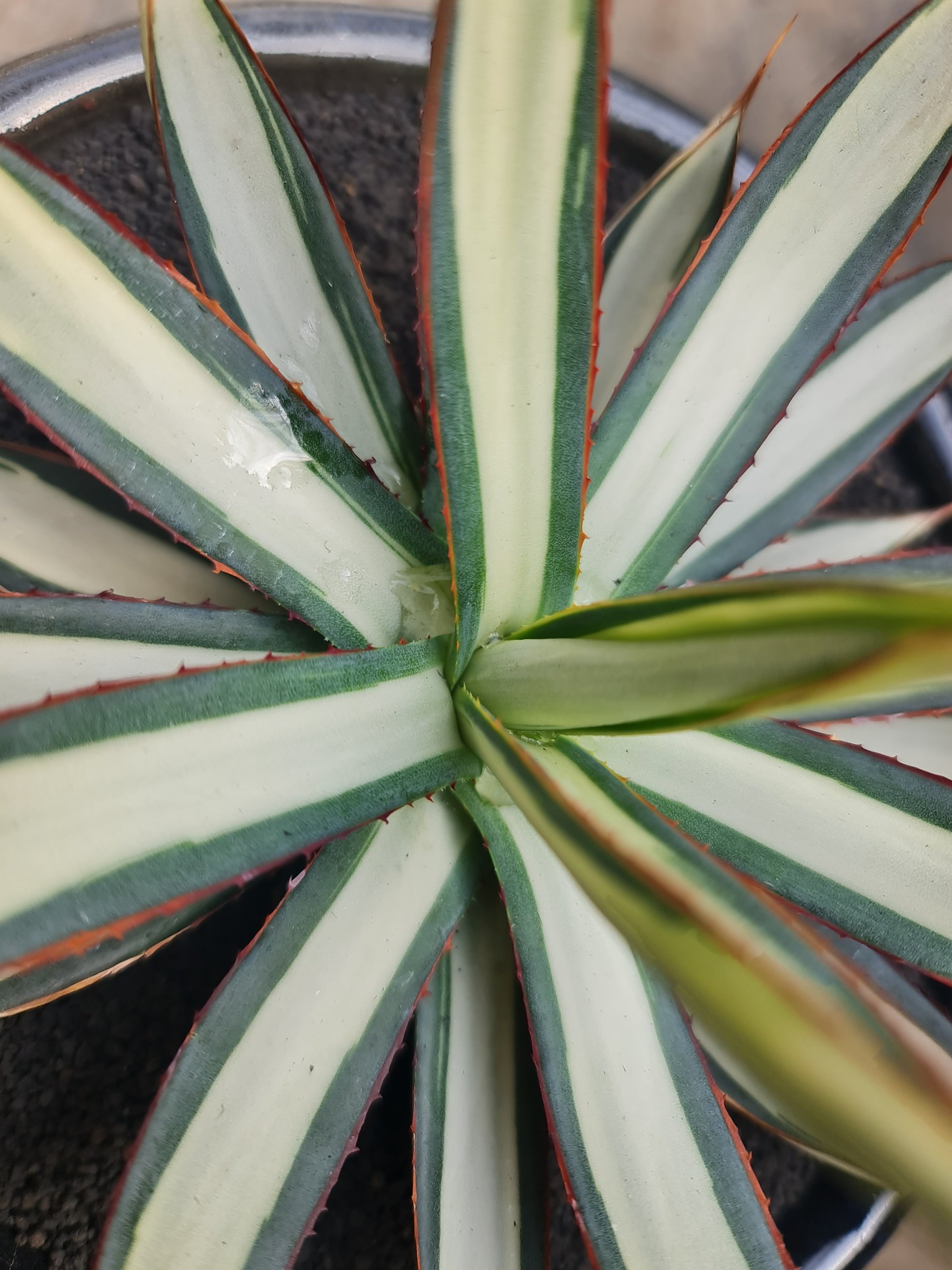 Agave Burgundy White Mediopicta, real gallery image #1 plants. Picture taken directly from kaktus.id community Agave farmer green houses.