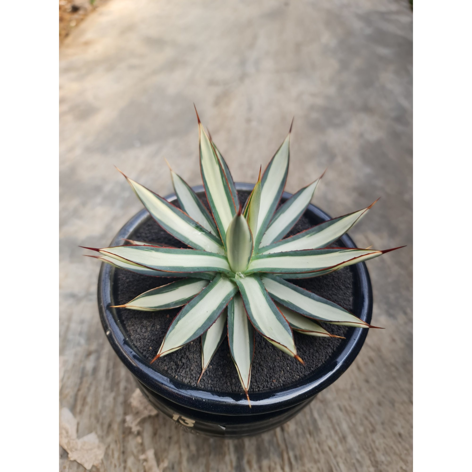 Agave Burgundy White Mediopicta, real feature image plant. Picture taken directly from kaktus.id community Agave farmer green houses.