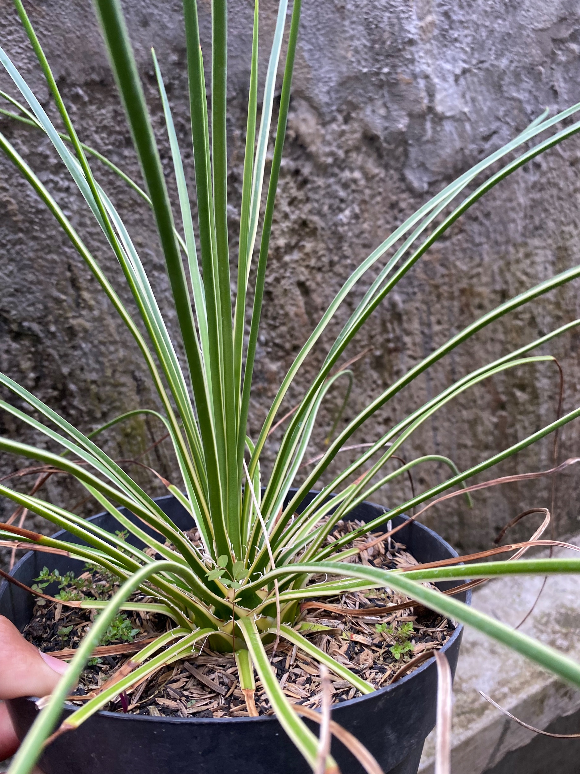 Agave Geminiflora 'leaping Lizards', real gallery image #1 plants. Picture taken directly from kaktus.id community Agave farmer green houses.