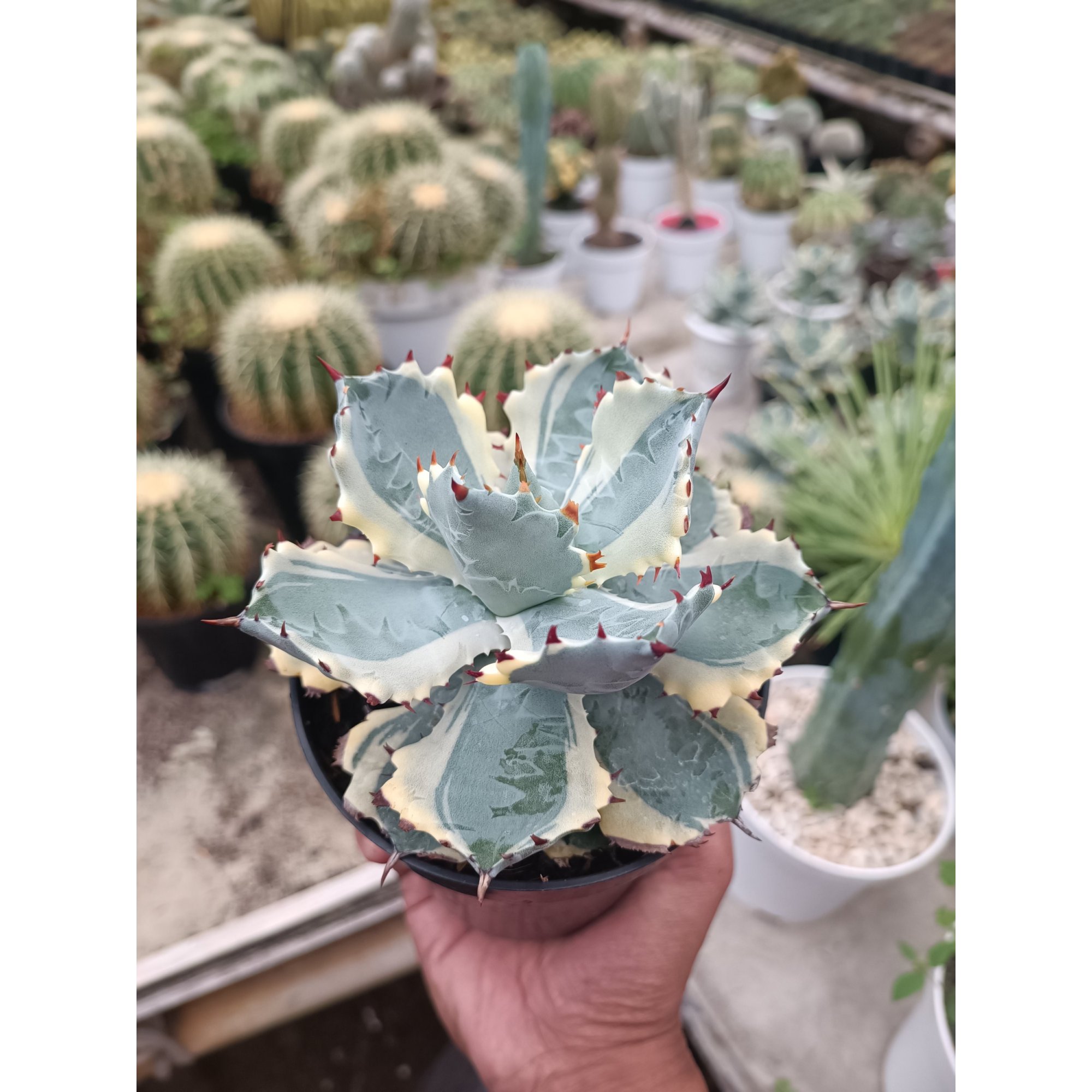 Agave Kabutogani size 12 cm, real feature image plant. Picture taken directly from kaktus.id community Agave farmer green houses.