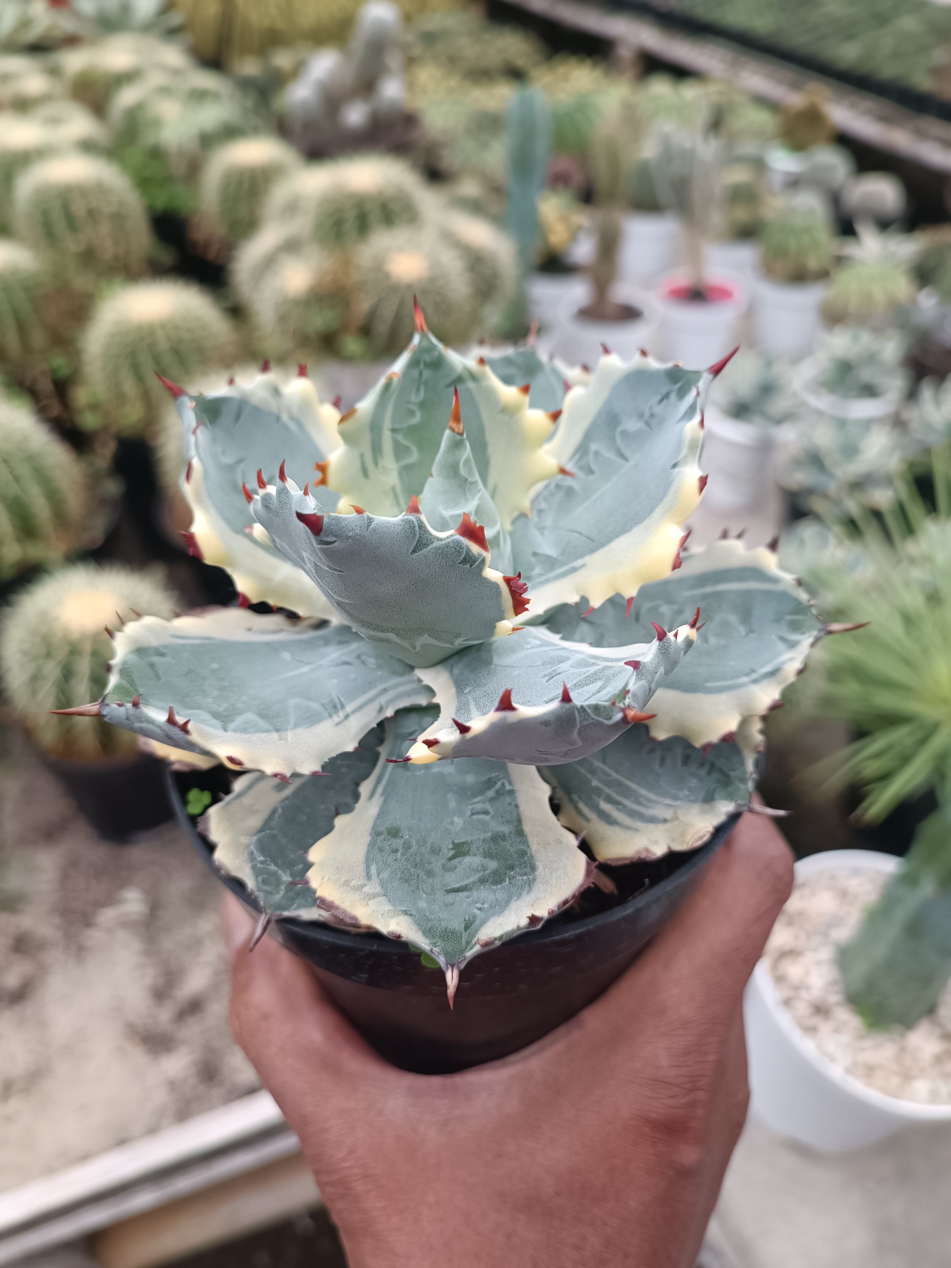 Agave Kabutogani size 12 cm, real gallery image #1 plants. Picture taken directly from kaktus.id community Agave farmer green houses.