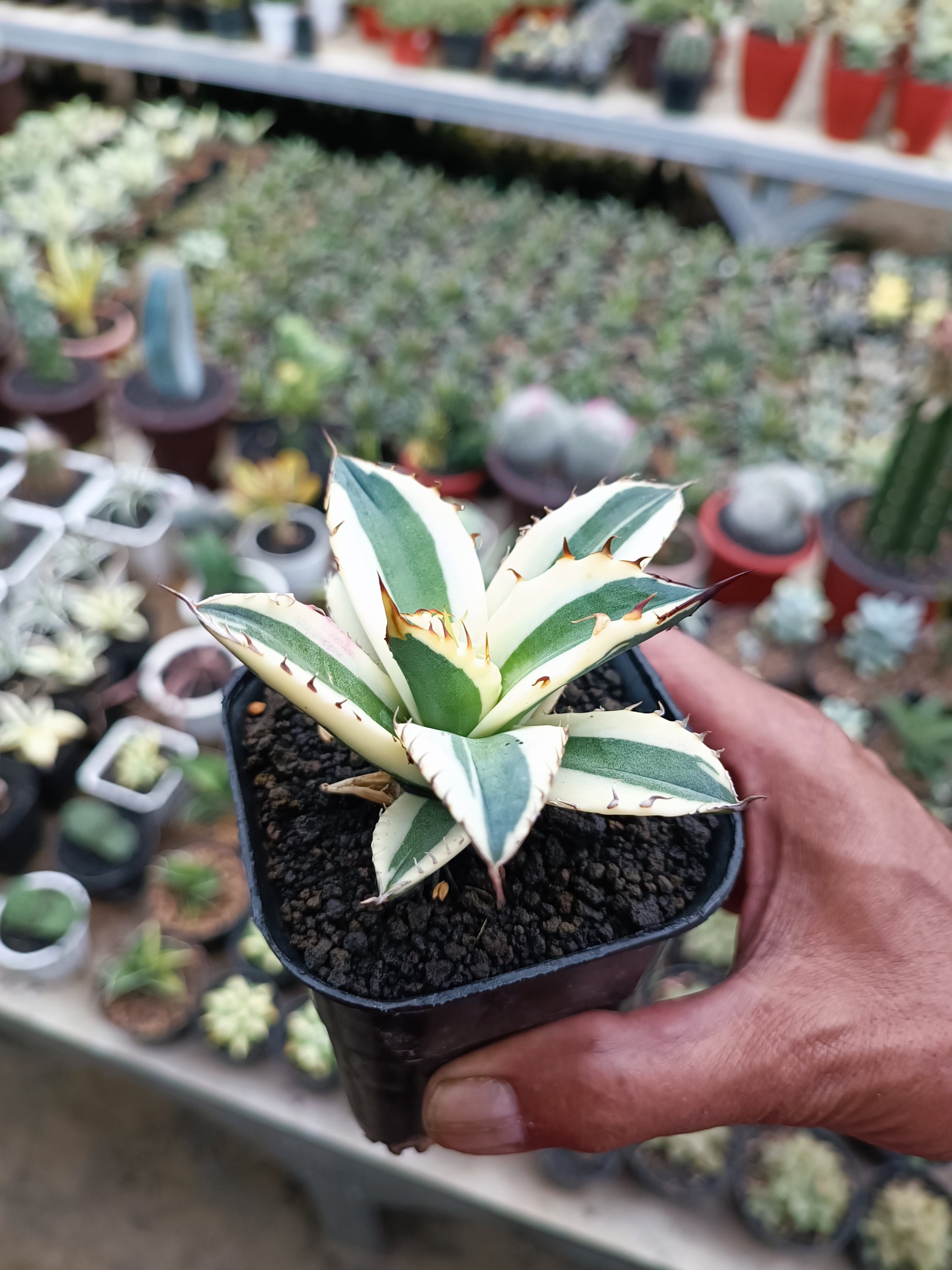 Agave Snagggle Tooth, real gallery image #1 plants. Picture taken directly from kaktus.id community Agave farmer green houses.