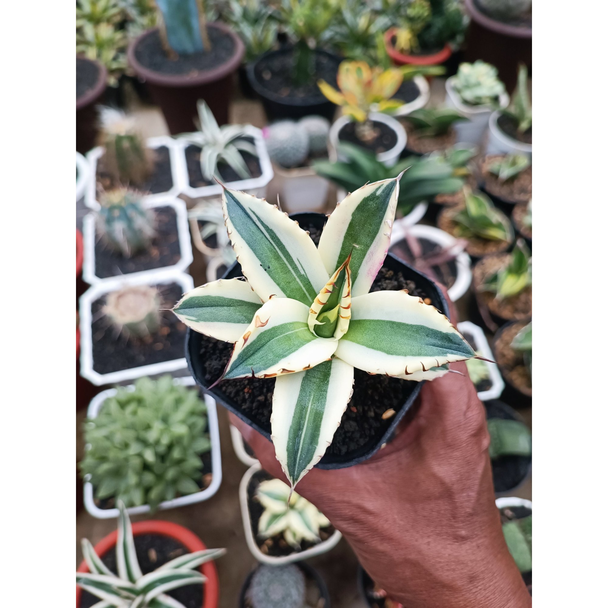 Agave Snagggle Tooth, real feature image plant. Picture taken directly from kaktus.id community Agave farmer green houses.